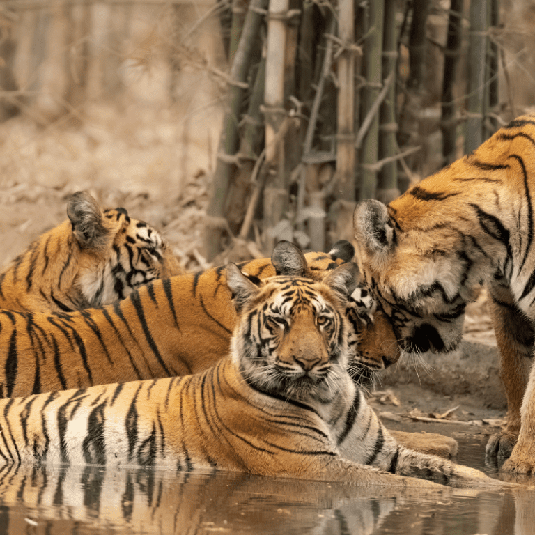 types-of-big-cats-in-india-discover-india-s-big-cat-species
