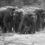 Elephants in Corbett