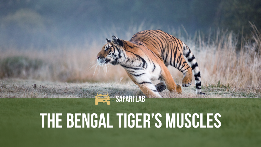 7 astonishing facts about bengal tigers