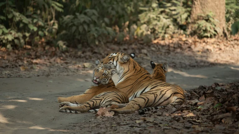 The Magical World of Corbett Tiger Reserve