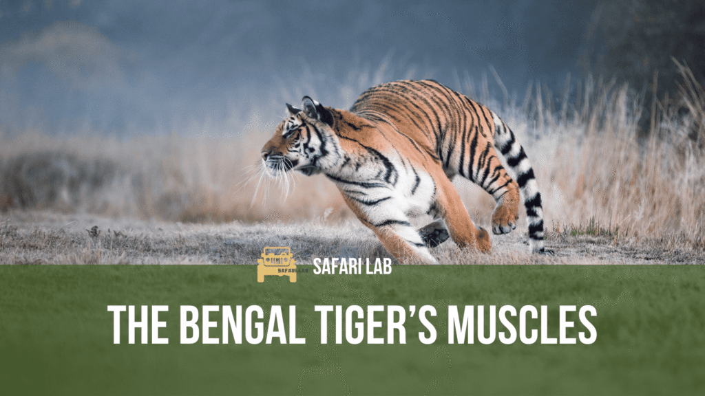 Unveiling the Secrets of Tiger Muscles
