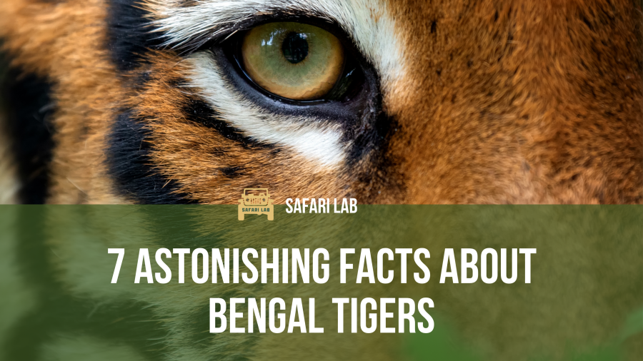 7 Astonishing Facts About Tigers by Safari Lab