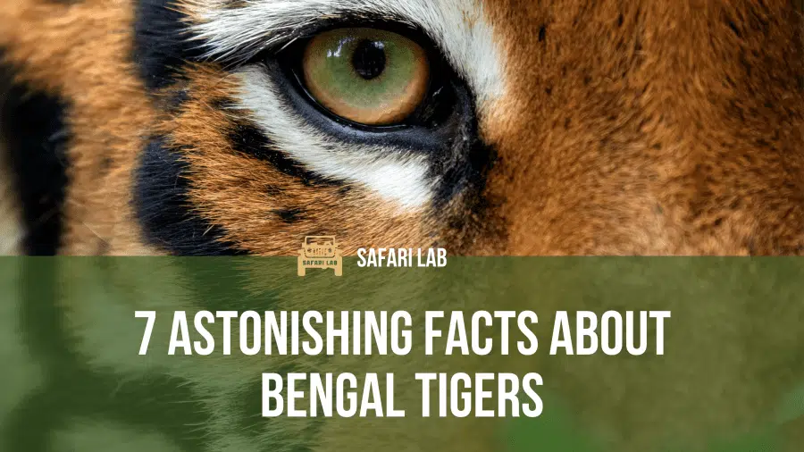 7 Astonishing Facts About Tigers by Safari Lab