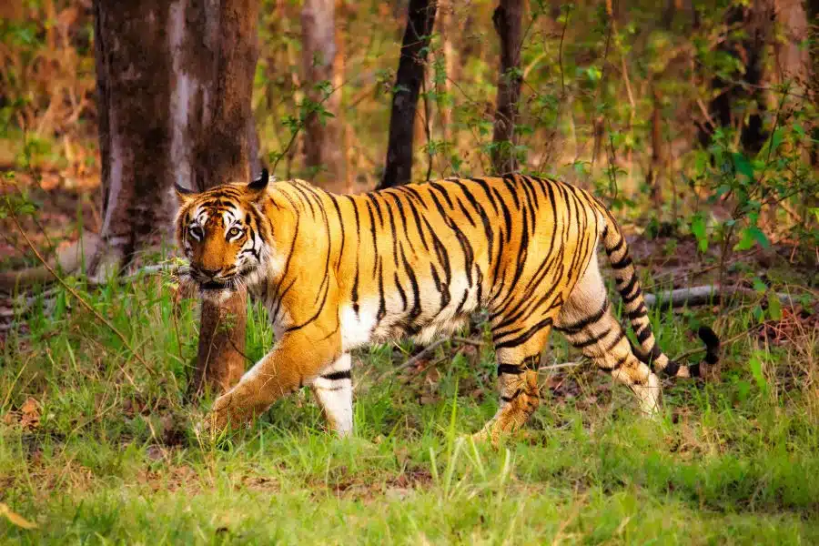 Tigers in the wild Tigress T2 From Nagzira during a tiger safari in india