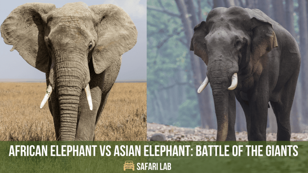 African Elephant vs Asian Elephant: Showdown of the Giants