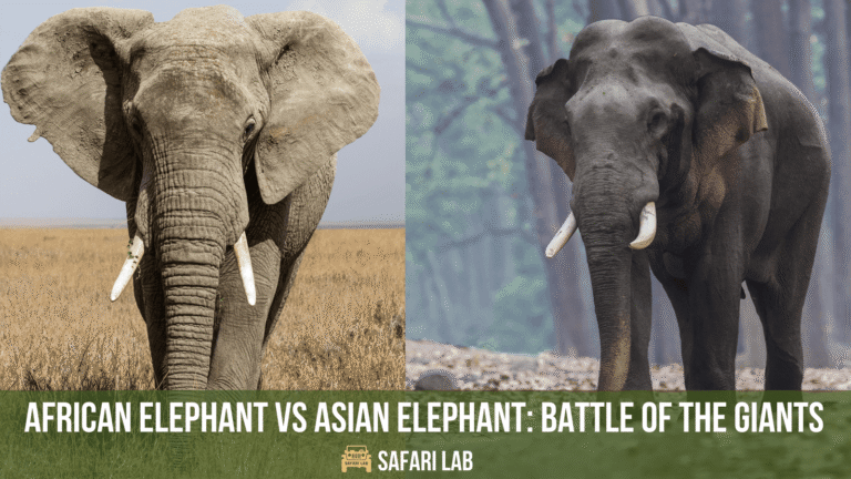 African Elephant vs Asian Elephant: Showdown of the Giants