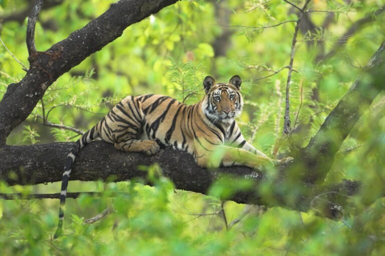 Can Tigers Climb Trees? Find Out Here!