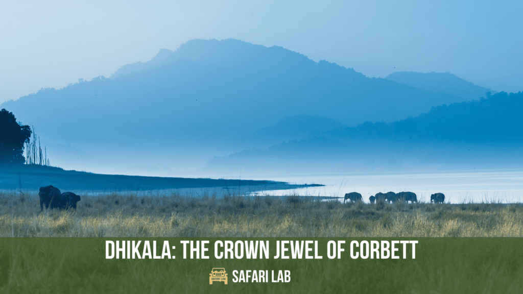 Dhikala: A Mesmerising Wildlife Destination in India