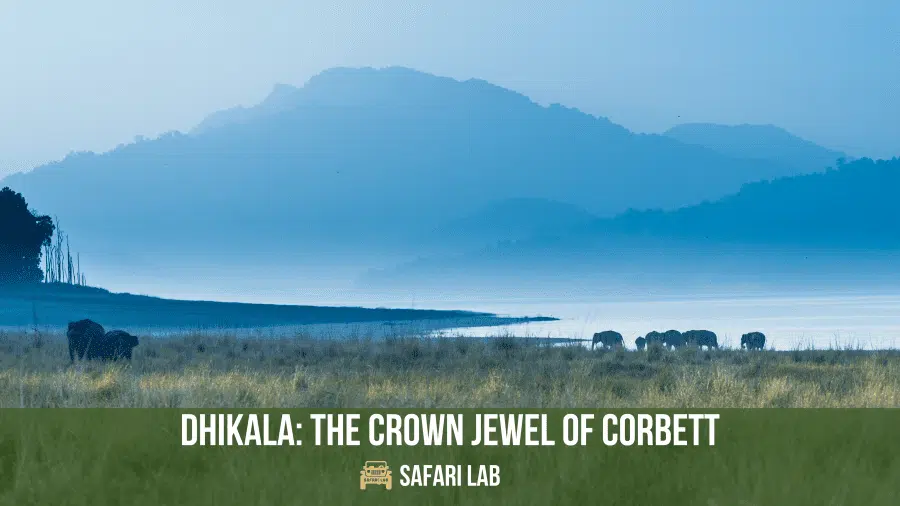 Dhikala Corbett