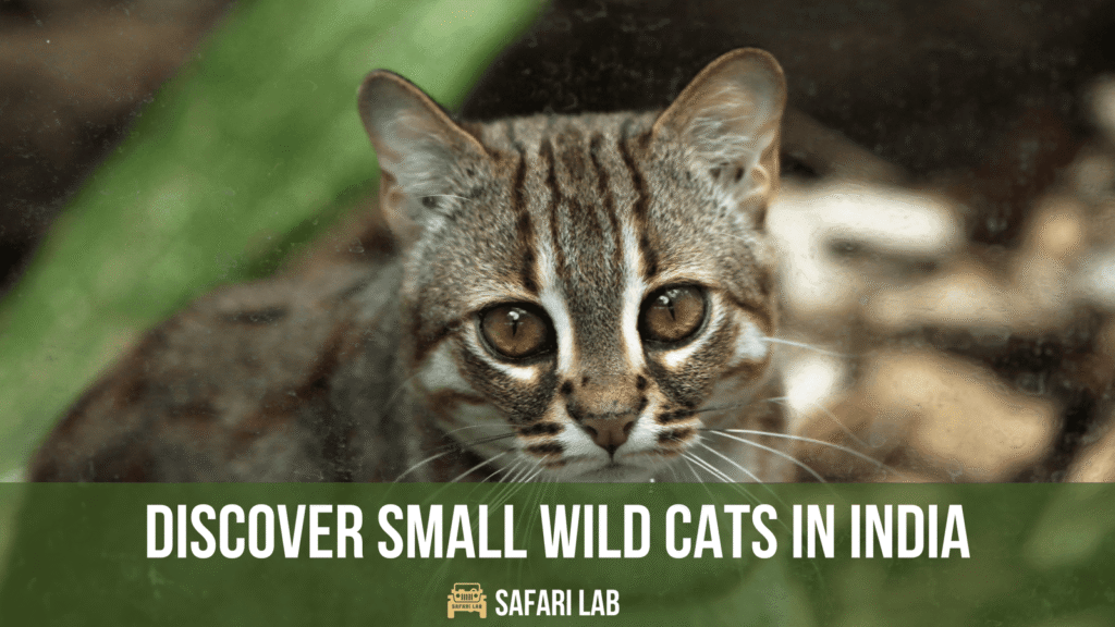 Discover Small Wild Cats in India: A Guide
