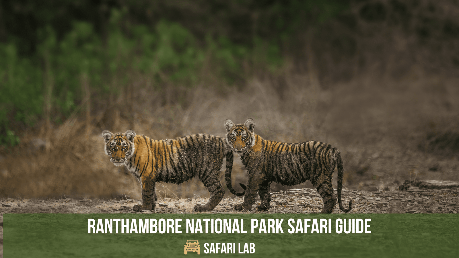 Ranthambore National Park Safari Guide 2023