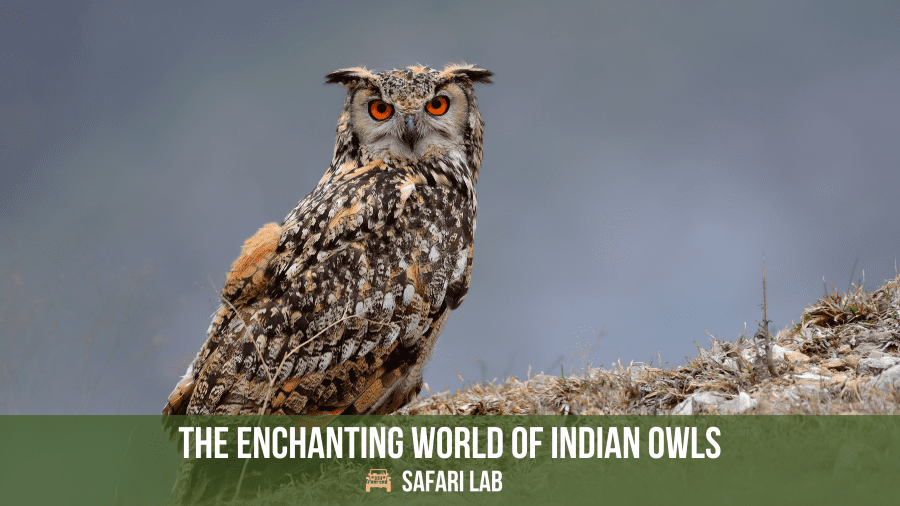 The Enchanting World of Indian Owls