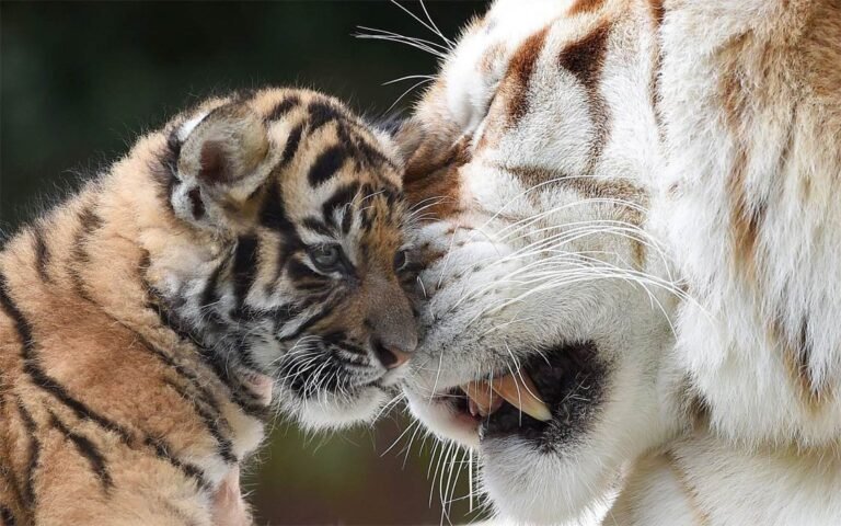 Tiger Evolution: Tracing Big Cat Ancestry