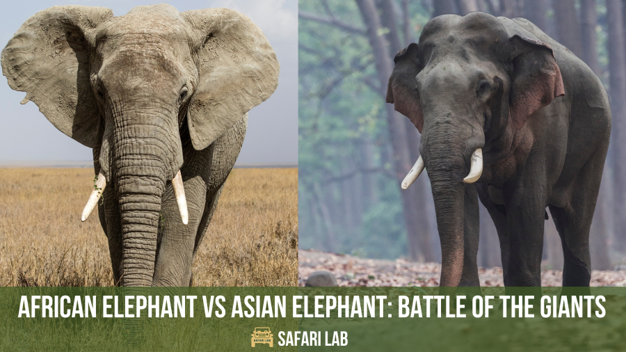 african elephant vs asian elephant