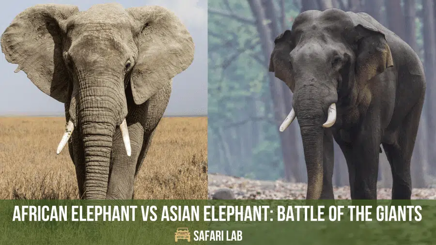 african elephant vs asian elephant