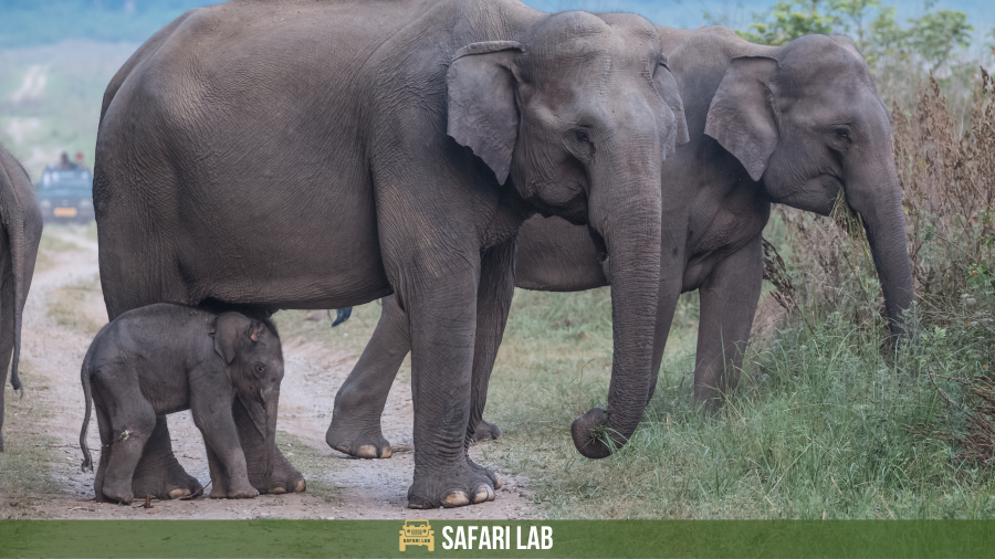 african elephant vs asian elephant - an asian elephant herd in Jim Corbett National Park India