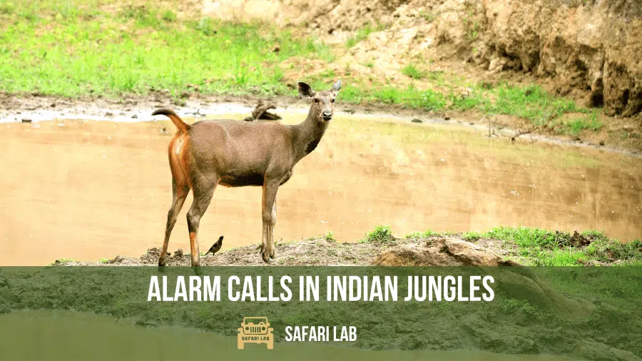 alarm calls in indian jungles