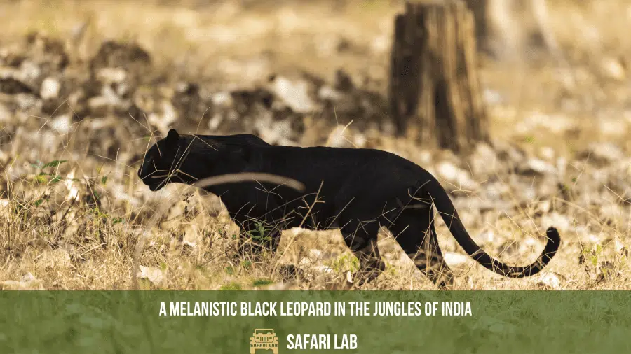 black panther in india