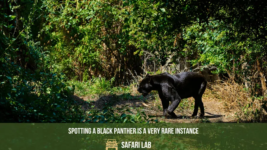 Melanistic Jaguar
