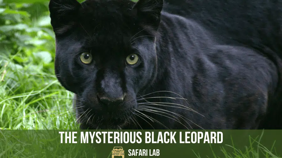 black leopard