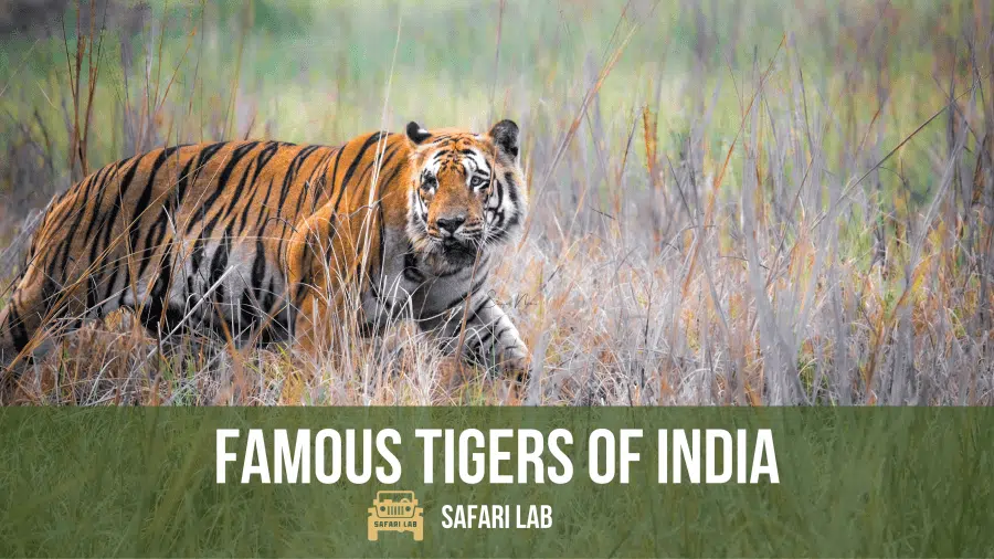 famous tigers of india wagdoh male