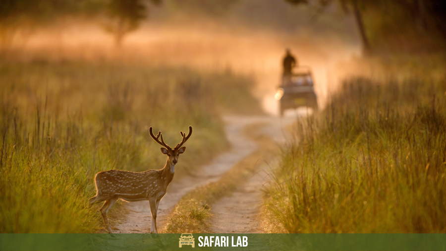 jim corbett national park