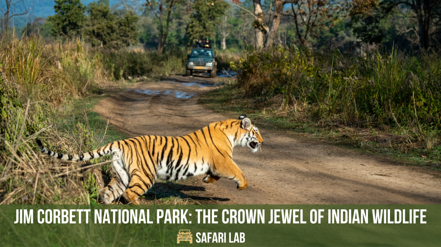 jim corbett national park