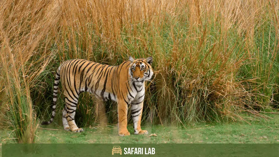 best time to visit Ranthambore National Park
