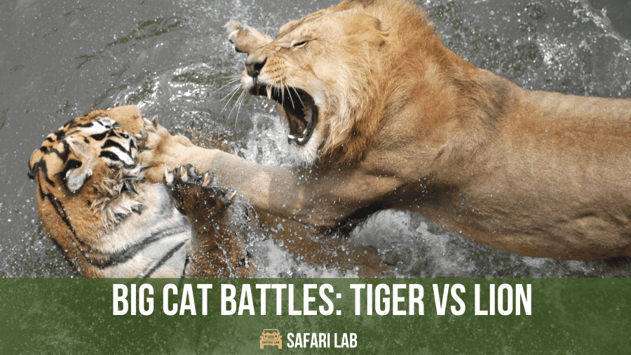 tiger vs lion