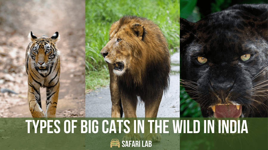 types of big cats in india