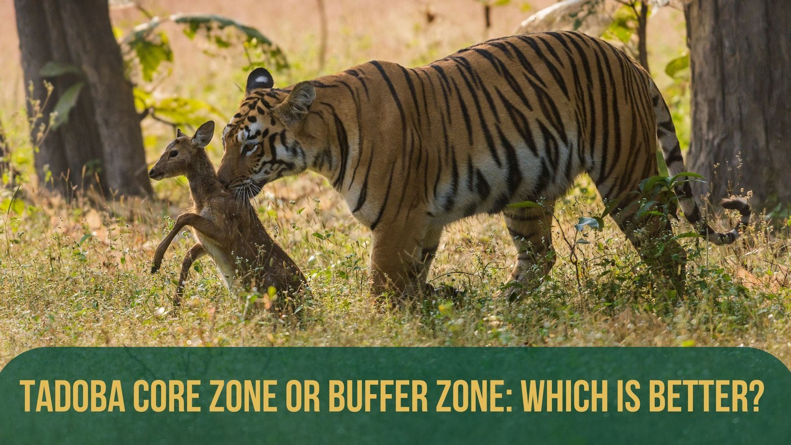 Tadoba Core Zone vs Buffer Zone Explained