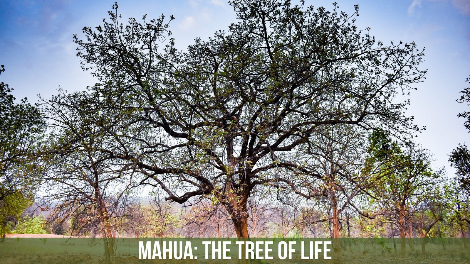Mahua: The Tree Of Life for India's Indigenous Tribes