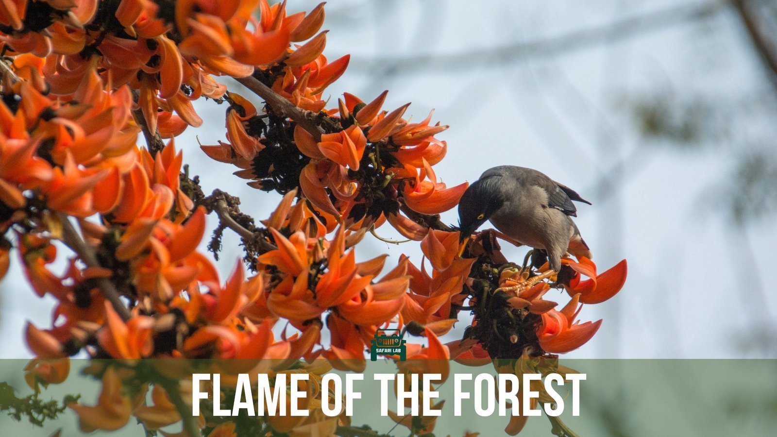 The Flame of the Forest: India’s Fiery Beauty
