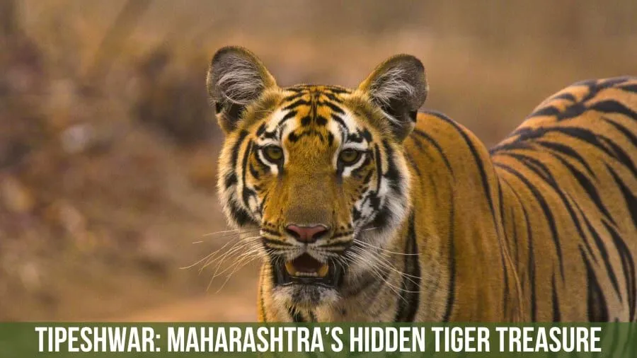 Tipeshwar Wildlife Sanctuary: Maharashtra’s Hidden Tiger Treasure