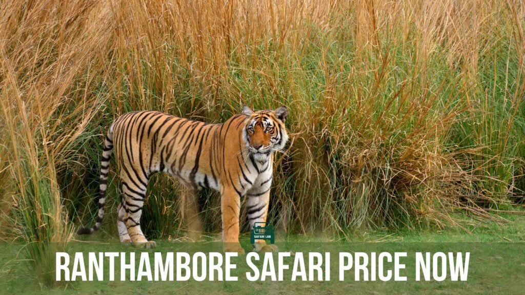 What is the average Ranthambore Safari Price now?