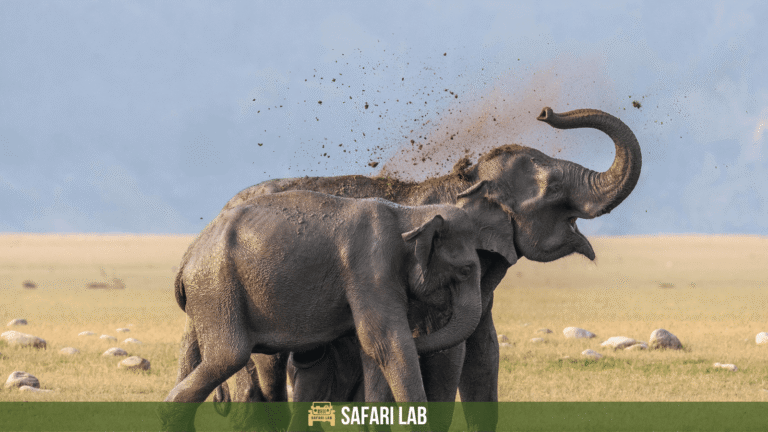 Jim Corbett Safari Price: Updated 2024
