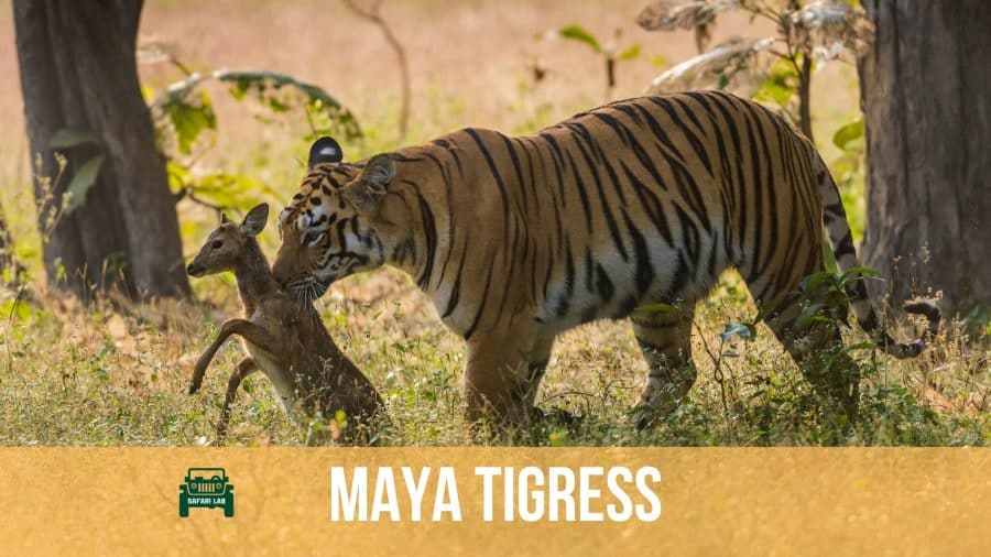 Maya Tigress Tadoba