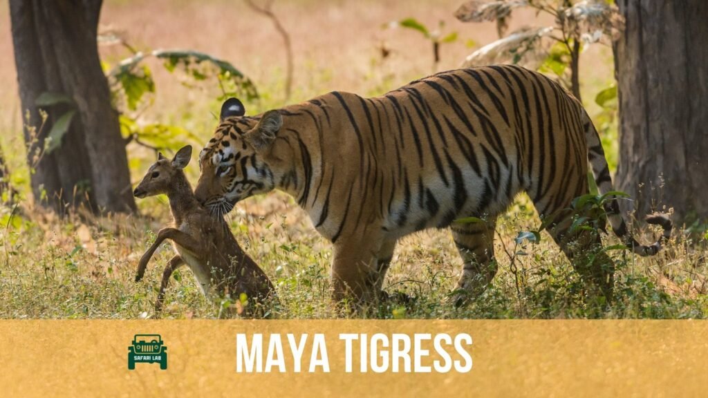Maya Tigress Tadoba - The Greatest