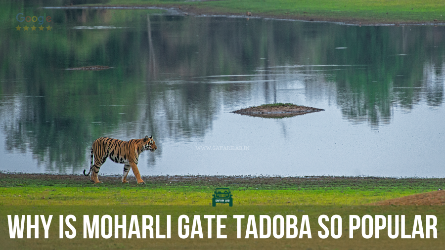 The iconic Telia lake at Moharli gate tadoba