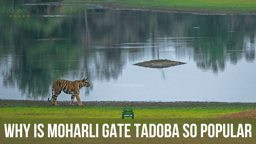 Why is Moharli Gate Tadoba so popular?