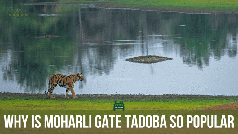 Why is Moharli Gate Tadoba so popular?