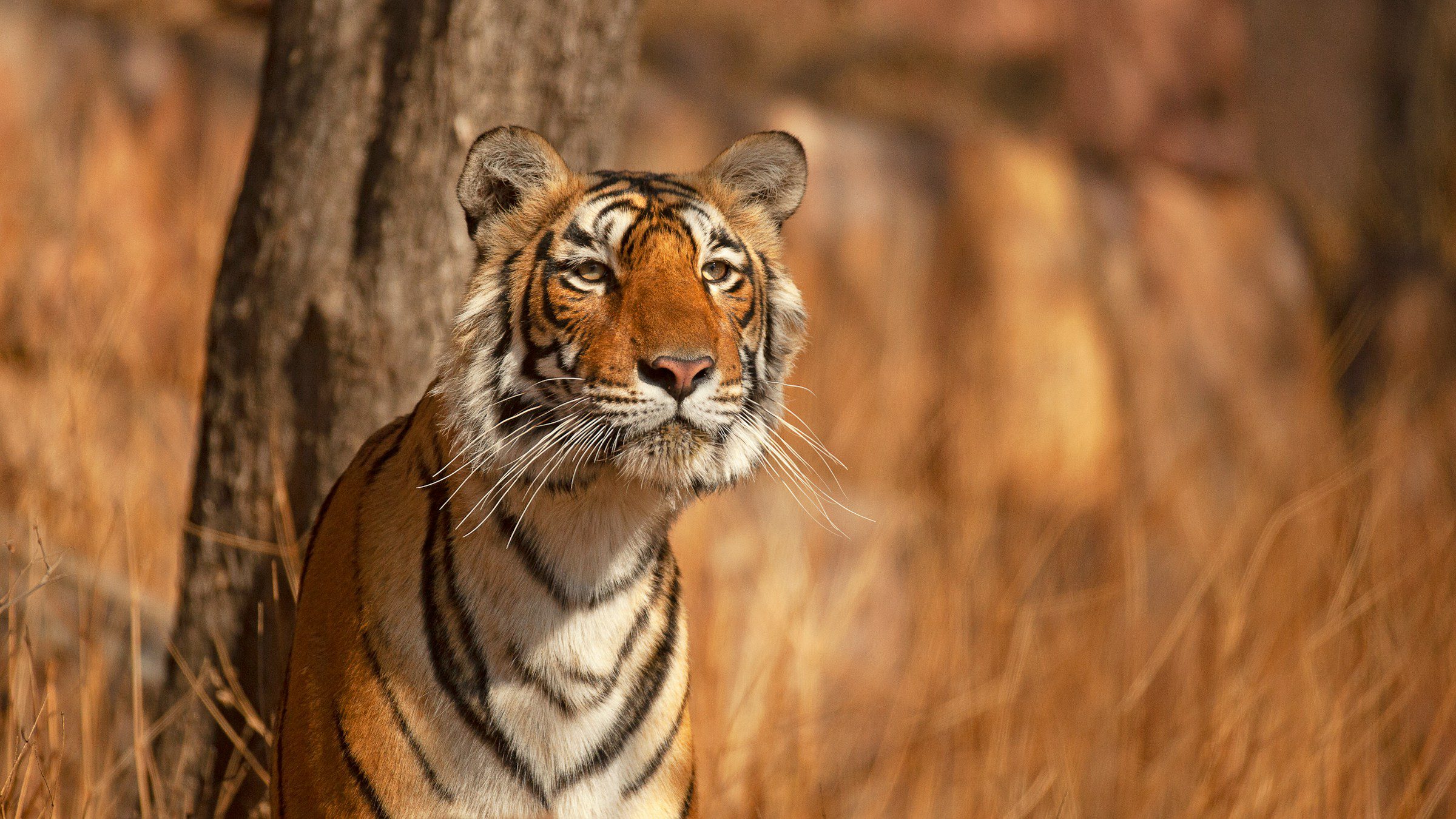 Tadoba Safari