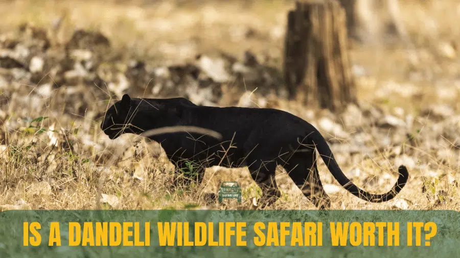 black panther in dandeli - is a dandeli wildlife safari worth it