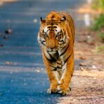 Barahi male slider pilibhit tiger reserve