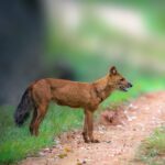 Nagzira wild dogs