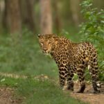 Nagzira Leopard Home