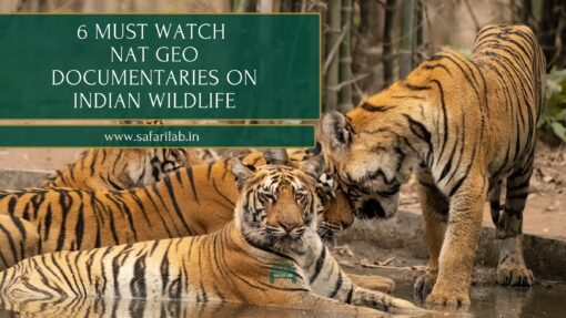 National Geographic Documentaries on Indian Wildlife Safari Lab