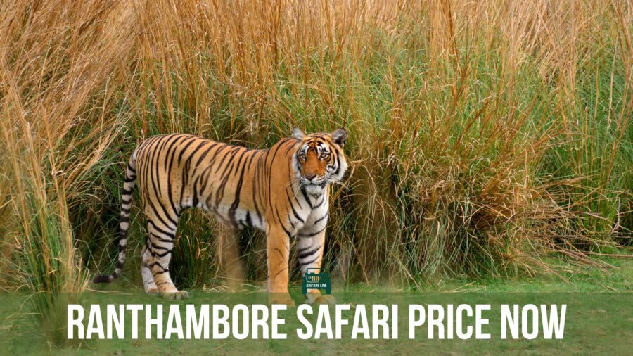 Ranthambore safari price