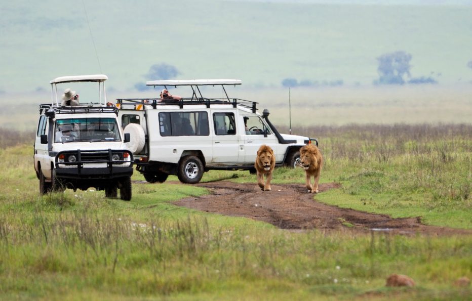 Safari lab fixed departures