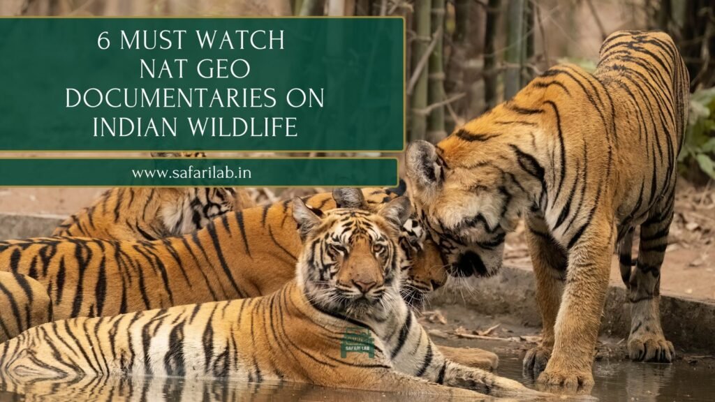 Six Must Watch National Geographic Documentaries on India's Wildlife